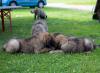 images/T-Wurf/T-Wurf Wo 9/3S8A2889-Bearbeitet.jpg